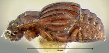 Media type: image;   Entomology 6621 Aspect: habitus lateral view